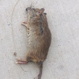 Nothing I’m a hacker n liar